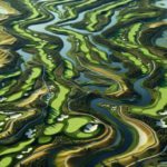 Golfing Destination at Bellville Golf Club Awaits You
