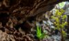 Belizean Caves: Unveiling Archaeology and Biodiversity