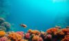 Great Blue Hole Belize: Ultimate Diving and Snorkelling Guide