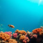 Great Blue Hole Belize: Ultimate Diving and Snorkelling Guide