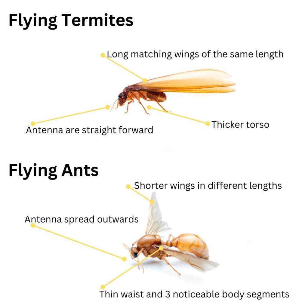 Flying Termites: Understanding Their Impact and Response Strategies