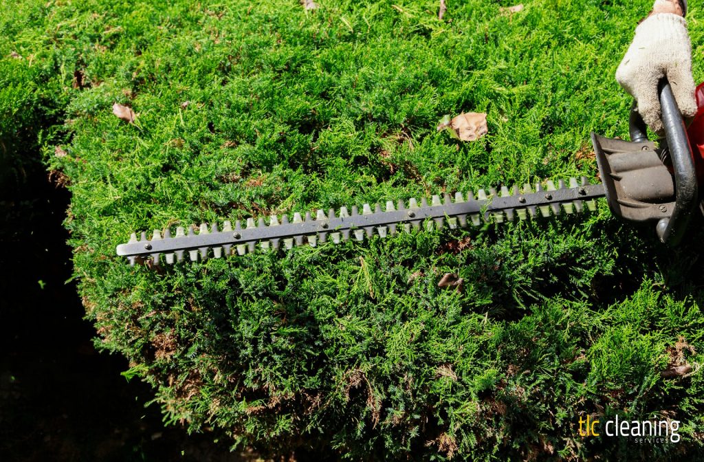 Hedge Trimming Tips for Stunning Gardens in West Coker