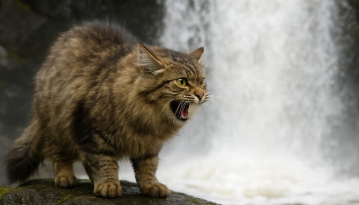 Fluffy tabby cat hissing at cascading waterfall, illustrating feline water aversion.