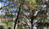 Arborists Remove Trees in Newcastle: Reasons and Insights