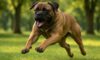 Bigger Dogs and Aggression: Understanding the Truth