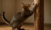 Teaching Cats to Use Scratching Posts: Essential Tips