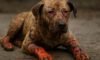 Burn Wound Care for Pets: Key Healing Tips for Recovery