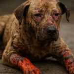 Burn Wound Care for Pets: Key Healing Tips for Recovery