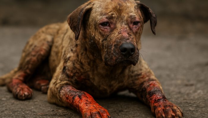 Burn Wound Care for Pets: Key Healing Tips for Recovery