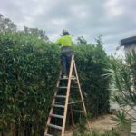 Hedging Plants: Simple Care Options for Newcastle Gardens