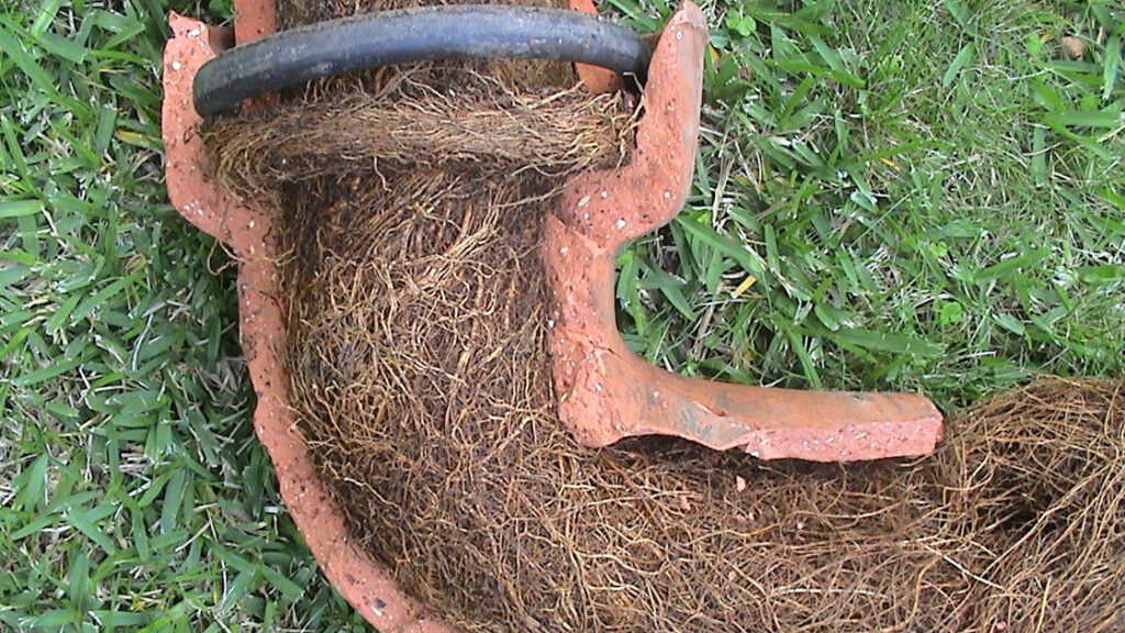 Tree Roots in Drains: Addressing Sutherland Shire’s Problem
