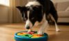 Mental Stimulation Tips for Border Collies at Home