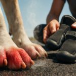 Pavement Safety for Dogs: Key Summer Tips You Need